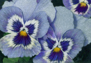 Pansies