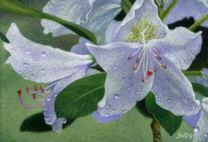 Rhodo Blooms